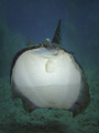   Close encounter Flounder  